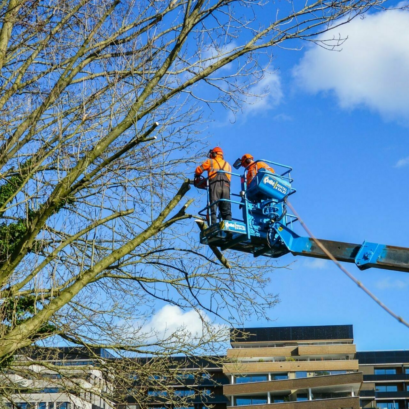 Boomverzorging en onderhoud