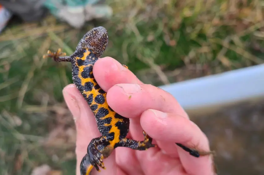 Kamsalamander