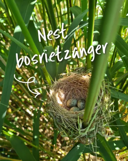 Bosrietzanger